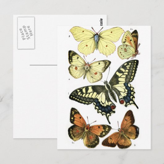 Butterflies Briefkaart (Voorkant / Achterkant)