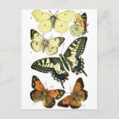 Butterflies Briefkaart (Voorkant)