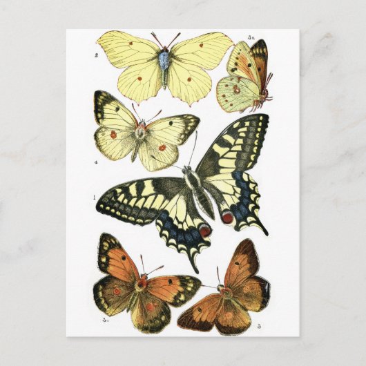 Butterflies Briefkaart (Voorkant)