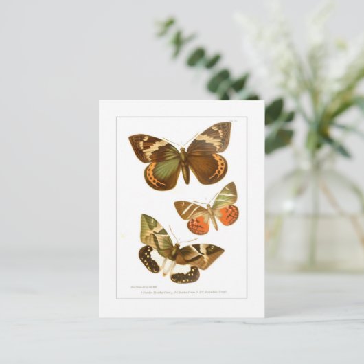 Butterflies Briefkaart (Staand voorkant)