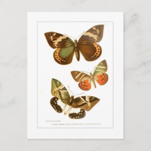 Butterflies Briefkaart