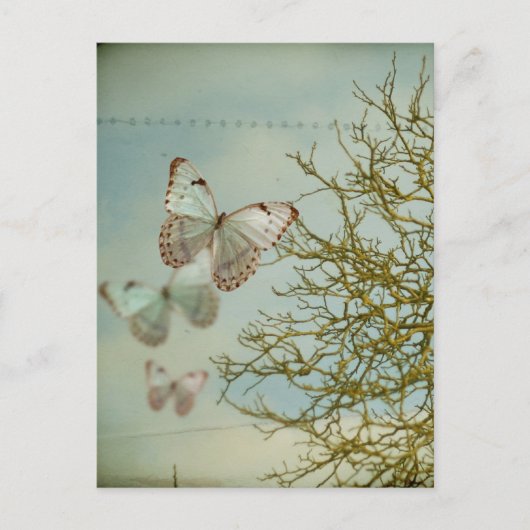 Butterflies Briefkaart (Voorkant)