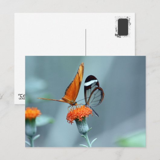 Butterflies Briefkaart (Voorkant / Achterkant)