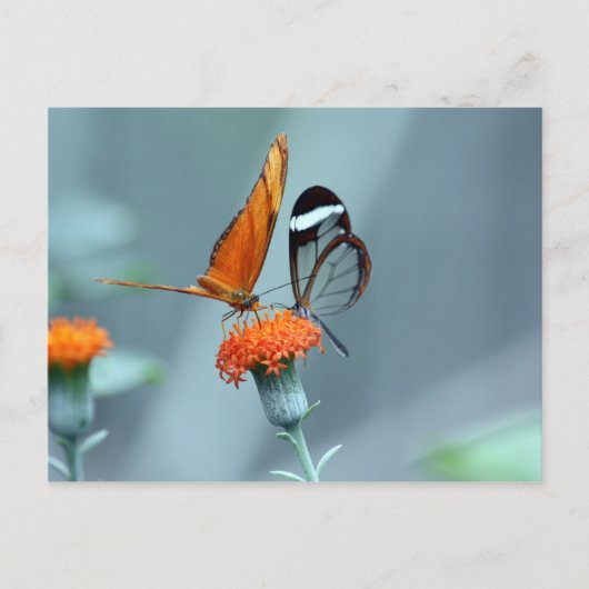 Butterflies Briefkaart (Voorkant)