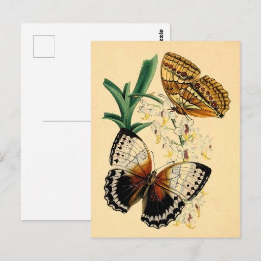  Butterflies Briefkaart (Voorkant / Achterkant)
