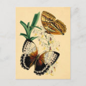  Butterflies Briefkaart (Voorkant)