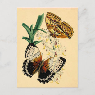  Butterflies Briefkaart