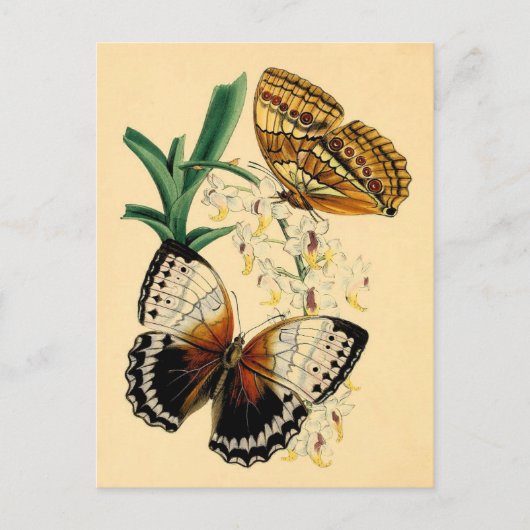  Butterflies Briefkaart (Voorkant)