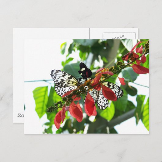 Butterflies Briefkaart (Voorkant / Achterkant)