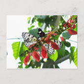 Butterflies Briefkaart (Voorkant)