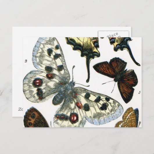 Butterflies Briefkaart (Voorkant / Achterkant)