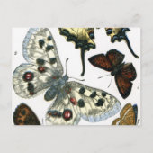 Butterflies Briefkaart (Voorkant)