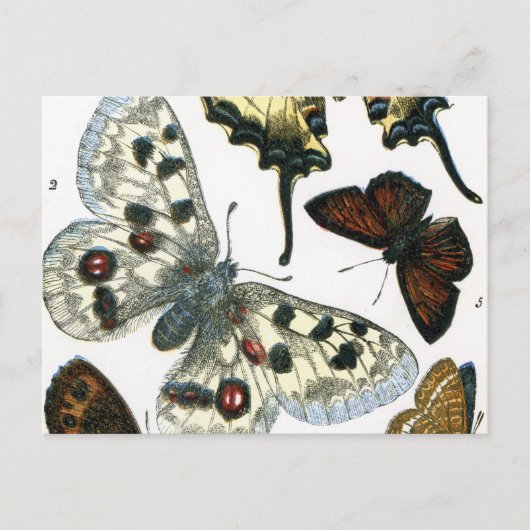 Butterflies Briefkaart (Voorkant)