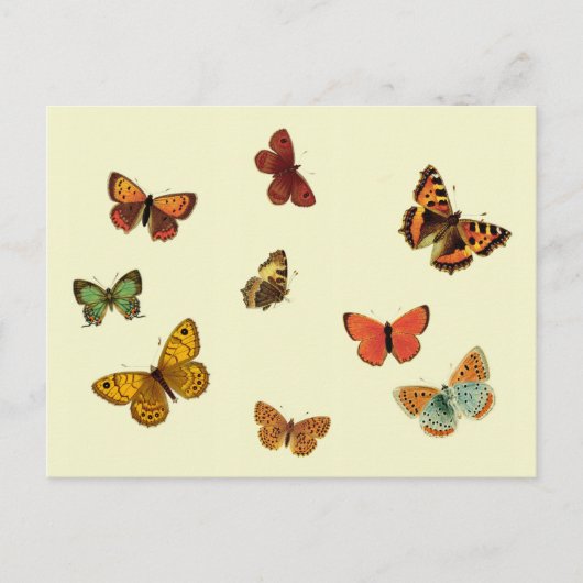 Butterflies Briefkaart (Voorkant)