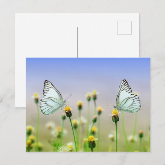 Butterflies Briefkaart (Voorkant / Achterkant)