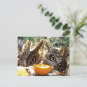 BUTTERFLIES BRIEFKAART (Staand voorkant)