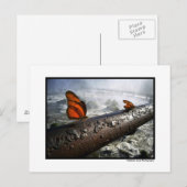 Butterflies Briefkaart (Voorkant / Achterkant)