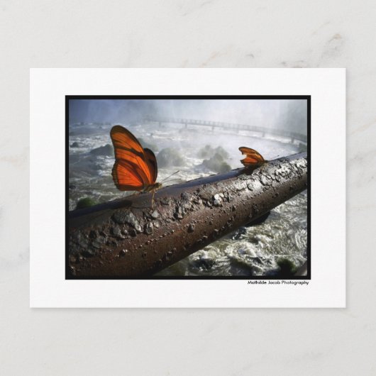 Butterflies Briefkaart (Voorkant)