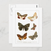 Butterflies Briefkaart (Voorkant / Achterkant)