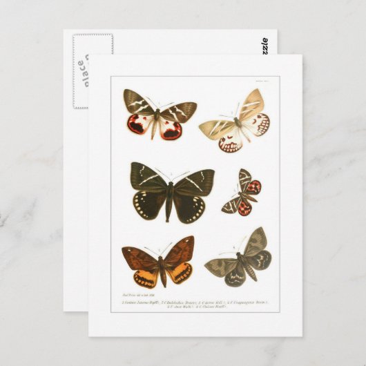 Butterflies Briefkaart (Voorkant / Achterkant)