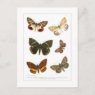 Butterflies Briefkaart