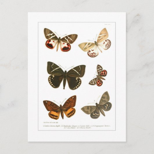 Butterflies Briefkaart (Voorkant)