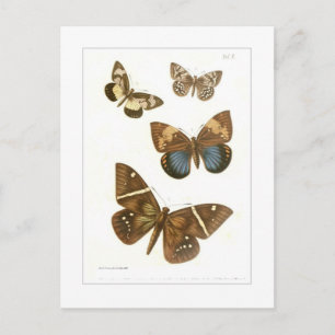Butterflies Briefkaart