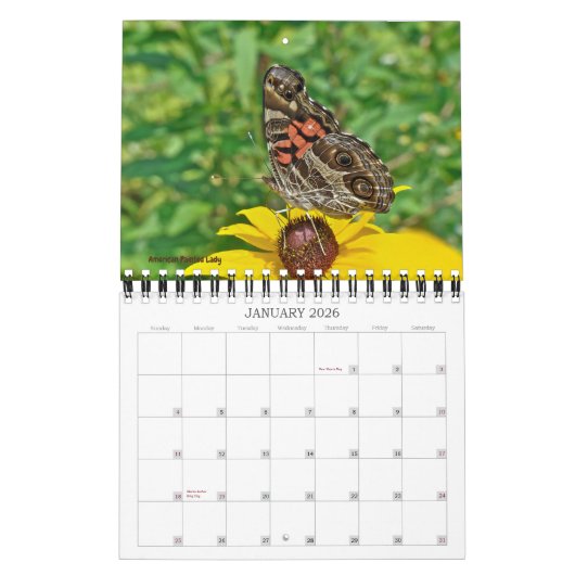 Butterflies Calendar Kalender (Jan 2026)