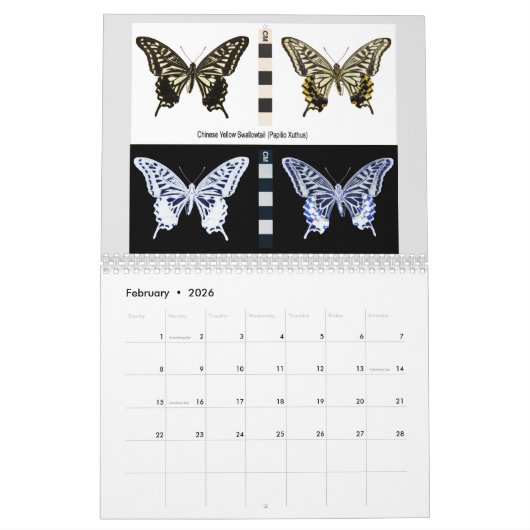 Butterflies Calendar Kalender (Feb 2026)