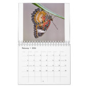 Butterflies Calendar Kalender (Feb 2026)