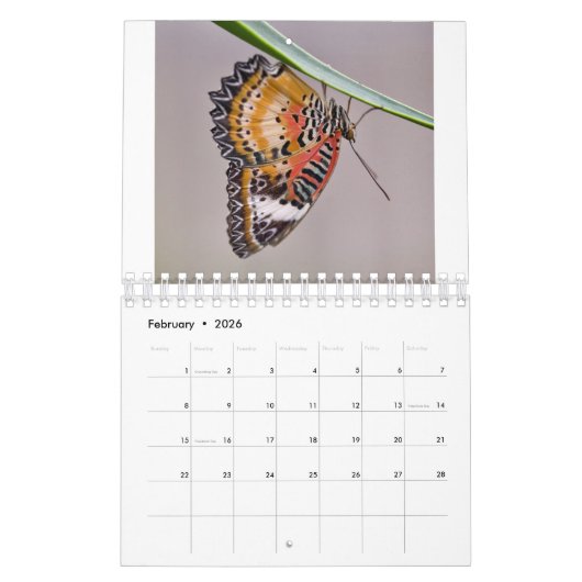 Butterflies Calendar Kalender (Feb 2026)