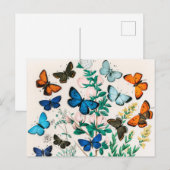 Butterflies, Caterpilars van William Forsell Kirby Briefkaart (Voorkant / Achterkant)