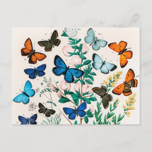 Butterflies, Caterpilars van William Forsell Kirby Briefkaart (Voorkant)