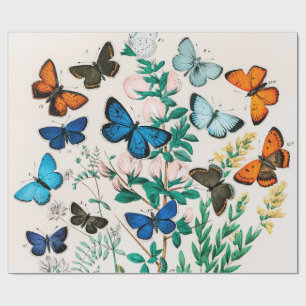Butterflies, Caterpilars van William Forsell Kirby Cadeaupapier