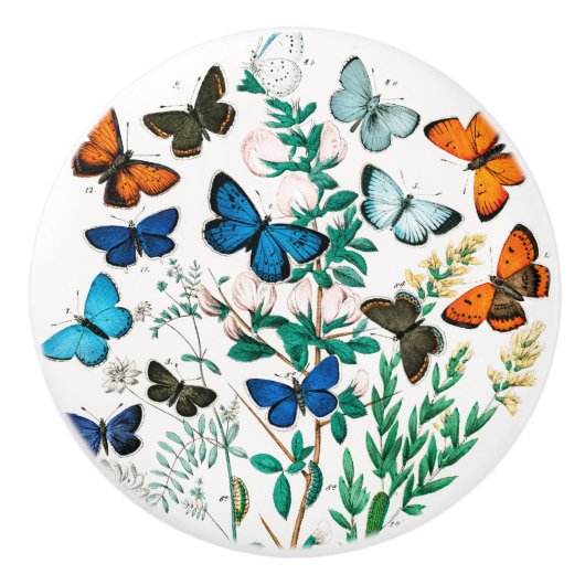 Butterflies, Caterpilars van William Forsell Kirby Keramische Knop (Voorkant)