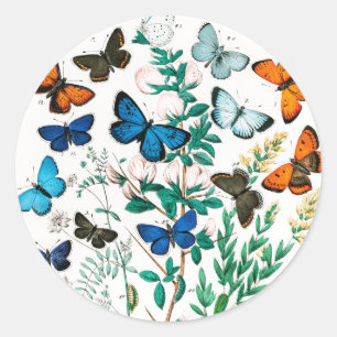 Butterflies, Caterpilars van William Forsell Kirby Ronde Sticker