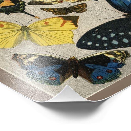 Butterflies druk 1904 foto afdruk (Hoek)