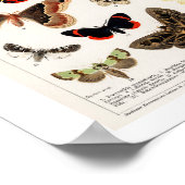  BUTTERFLIES EN MOEDERLITHOGRAFIE-POSTER POSTER (Hoek)