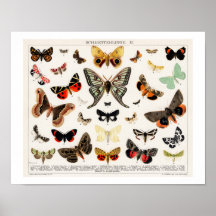 BUTTERFLIES EN MOEDERLITHOGRAFIE-POSTER