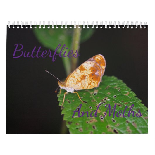 Butterflies en Moths Calendar Kalender (Hoes)