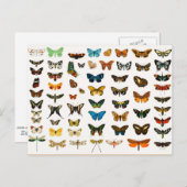 Butterflies en Moths,  Illustratie Briefkaart (Voorkant / Achterkant)