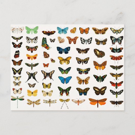 Butterflies en Moths,  Illustratie Briefkaart (Voorkant)