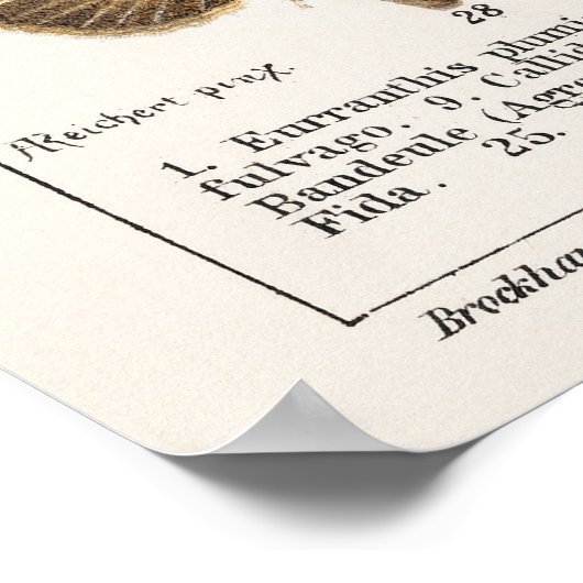 Butterflies en Moths Poster (Hoek)