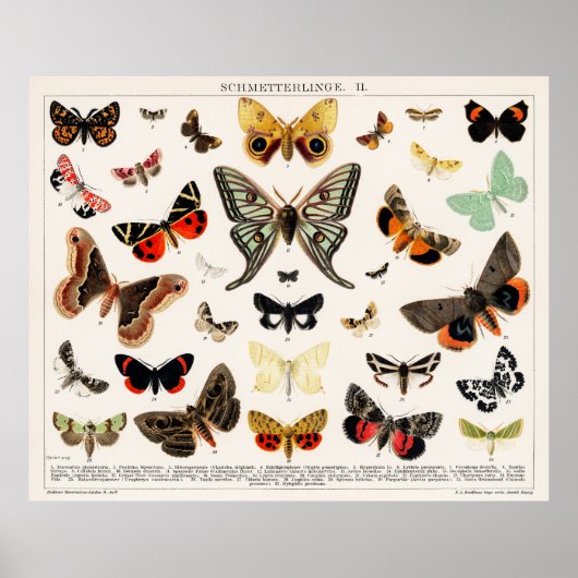Butterflies en Moths Poster (Voorkant)