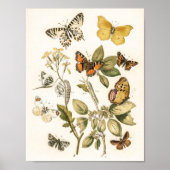 Butterflies en Moths van William Forsell Kirby Poster (Voorkant)