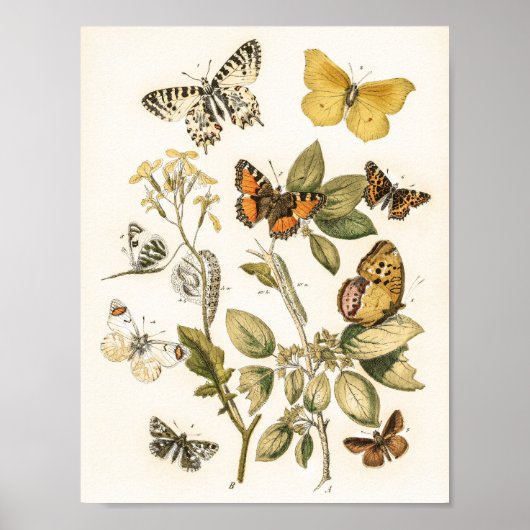 Butterflies en Moths van William Forsell Kirby Poster (Voorkant)