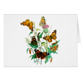 Butterflies en Thistle