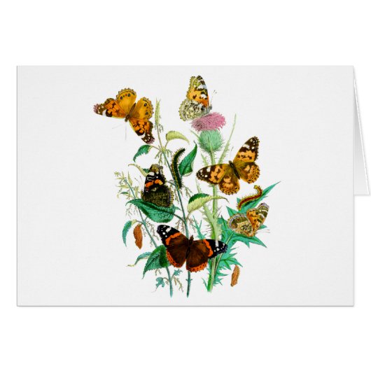 Butterflies en Thistle (Voorkant Horizontaal)