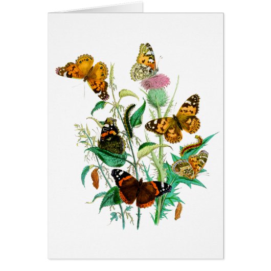 Butterflies en Thistle (Voorkant)