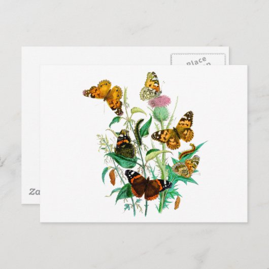 Butterflies en Thistle Briefkaart (Voorkant / Achterkant)